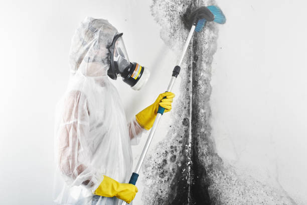 Best Attic Mold Removal  in Sherwood, OR